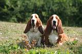 BASSET HOUND 195